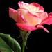 Liza Rose Photo 11