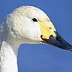 Fred Lang Photo 38