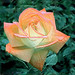 Rose Rogers Photo 11