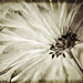 Joseph Blanks Photo 14