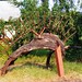 Eugene Wood Photo 46
