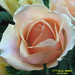 Rosa Rose Photo 12