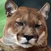Thomas Puma Photo 11