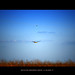 Don Lowe Photo 27