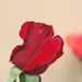 Lisa Reis Photo 35