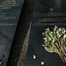Martha Flowers Photo 16