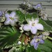 Pansy Lyons Photo 8