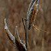 Wayne Meadows Photo 26