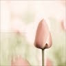 Lily Huang Photo 30