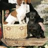 Mary Jamison Photo 7