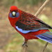 Rosella Rose Photo 17