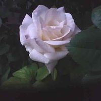 Priscilla Robinson Photo 30