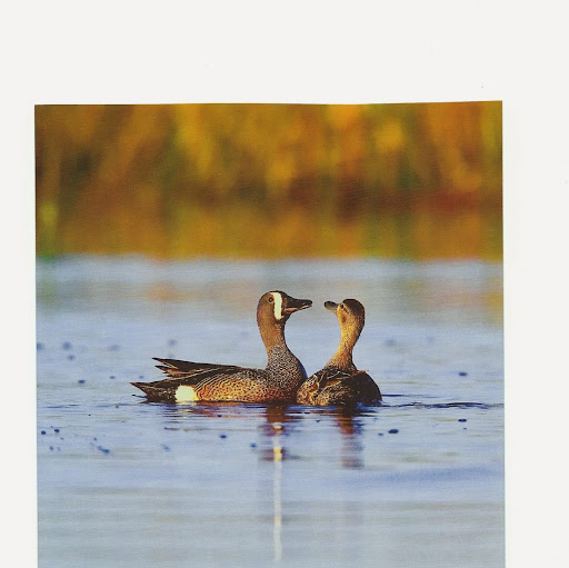 Donald Fox Photo 34