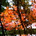 Dana Lang Photo 25