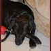 Vicki Collier Photo 20