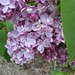 Nancy Bloom Photo 11