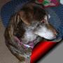 Deborah Mcpherson Photo 11