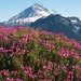 Heather Diamond Photo 9