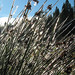 Crystal Rush Photo 12