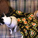 John Speck Photo 41
