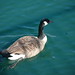 Clarence Pointer Photo 8