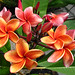 Allison Bloom Photo 10