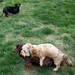 Frank Link Photo 18