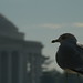 Richard Beeman Photo 40