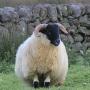 Steve Lamb Photo 49