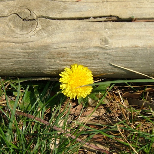 Rose Clark Photo 11