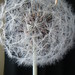 Dianne Austin Photo 24