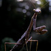 Joel Norton Photo 16