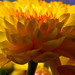 Sheila Wells Photo 34