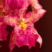 Patricia Mccully Photo 22