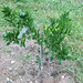 Peggy Bush Photo 15