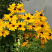 Susan Durham Photo 20