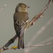 William Chaffinch Photo 5