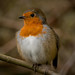 Robin Mead Photo 12