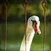 Suzanne Swan Photo 15