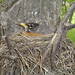 Robin Rich Photo 8