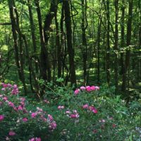 Nancy Normand Photo 26