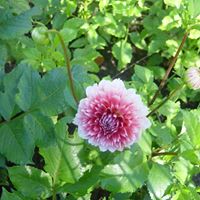 Susan Bussell Photo 7
