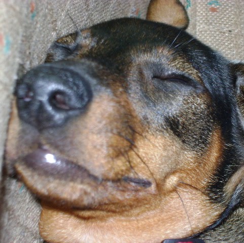 Sheila Elliott Photo 4