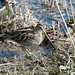 Sue Snipes Photo 8