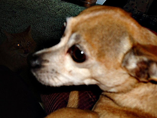 Heidi Greenwood Photo 19
