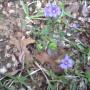 Alice Crawford Photo 44