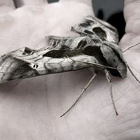 Joseph Wootton Photo 3