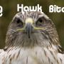 Debbie Hawk Photo 39