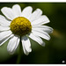 Daisy Bell Photo 15