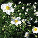Andrea Atkinson Photo 14